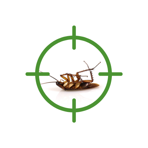 fraleigh pest prevention roach