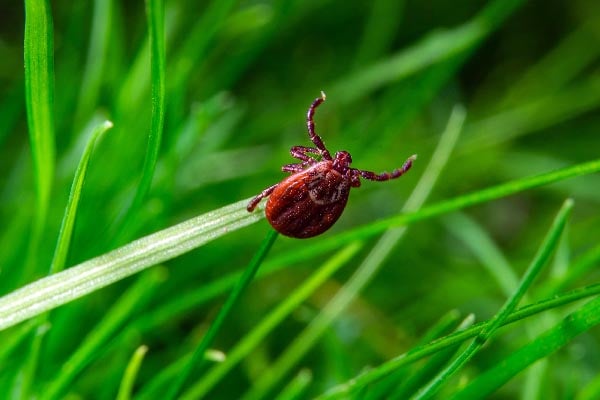 fraleigh tick on grass